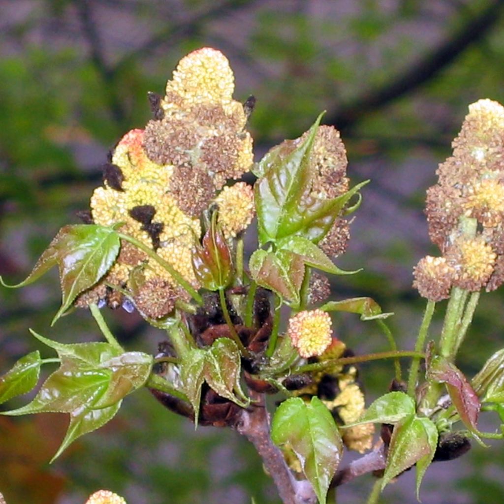 Liquidambar formosana - Copalme de Chine