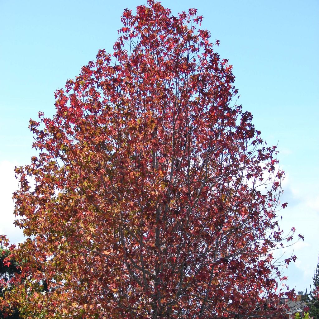 Liquidambar styraciflua - Amberbaum