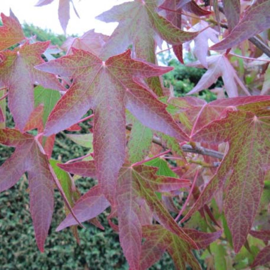 Liquidambar styraciflua - Copalme d'Amérique.