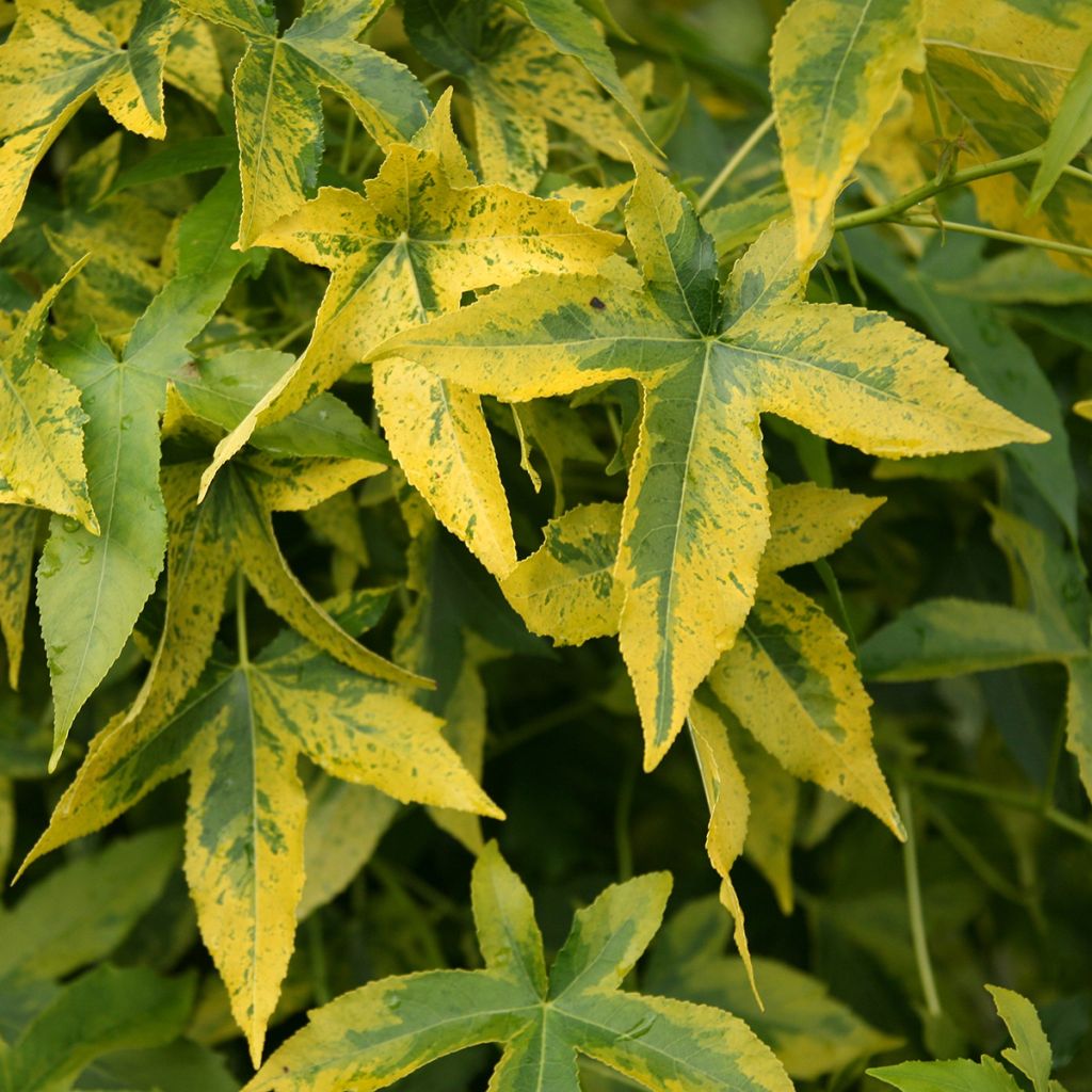 Liquidambar styraciflua Aurora - Amberbaum