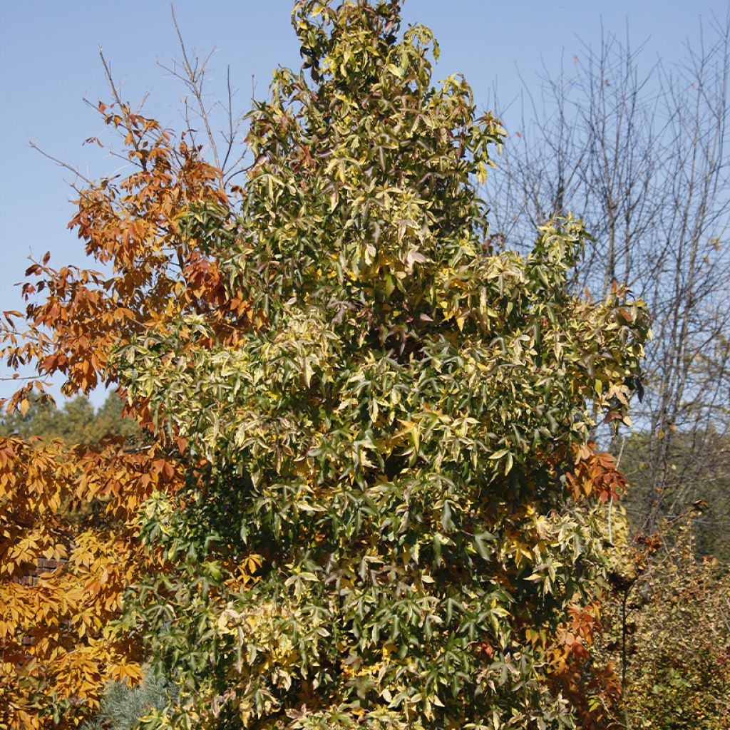 Liquidambar styraciflua Aurora - Amberbaum