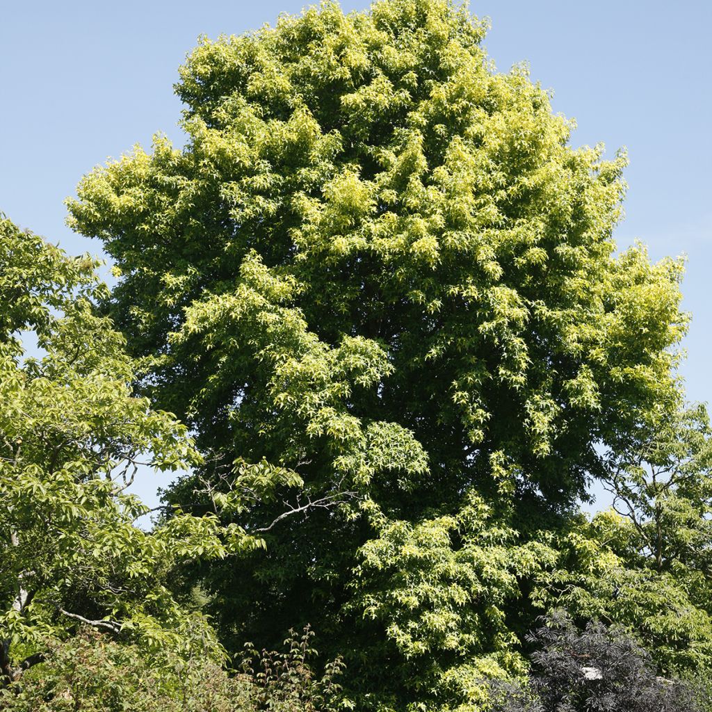 Liquidambar styraciflua Aurora - Amberbaum