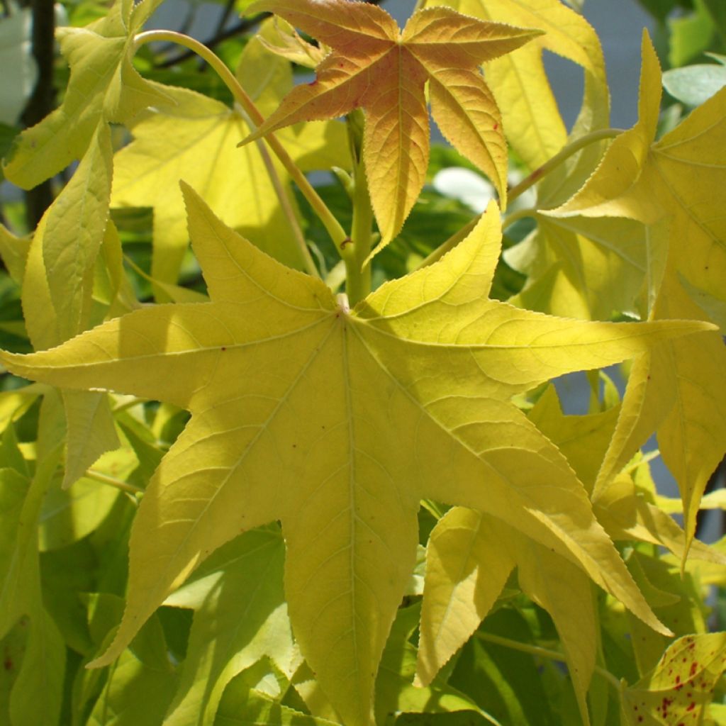 Liquidambar styraciflua Naree - Amberbaum