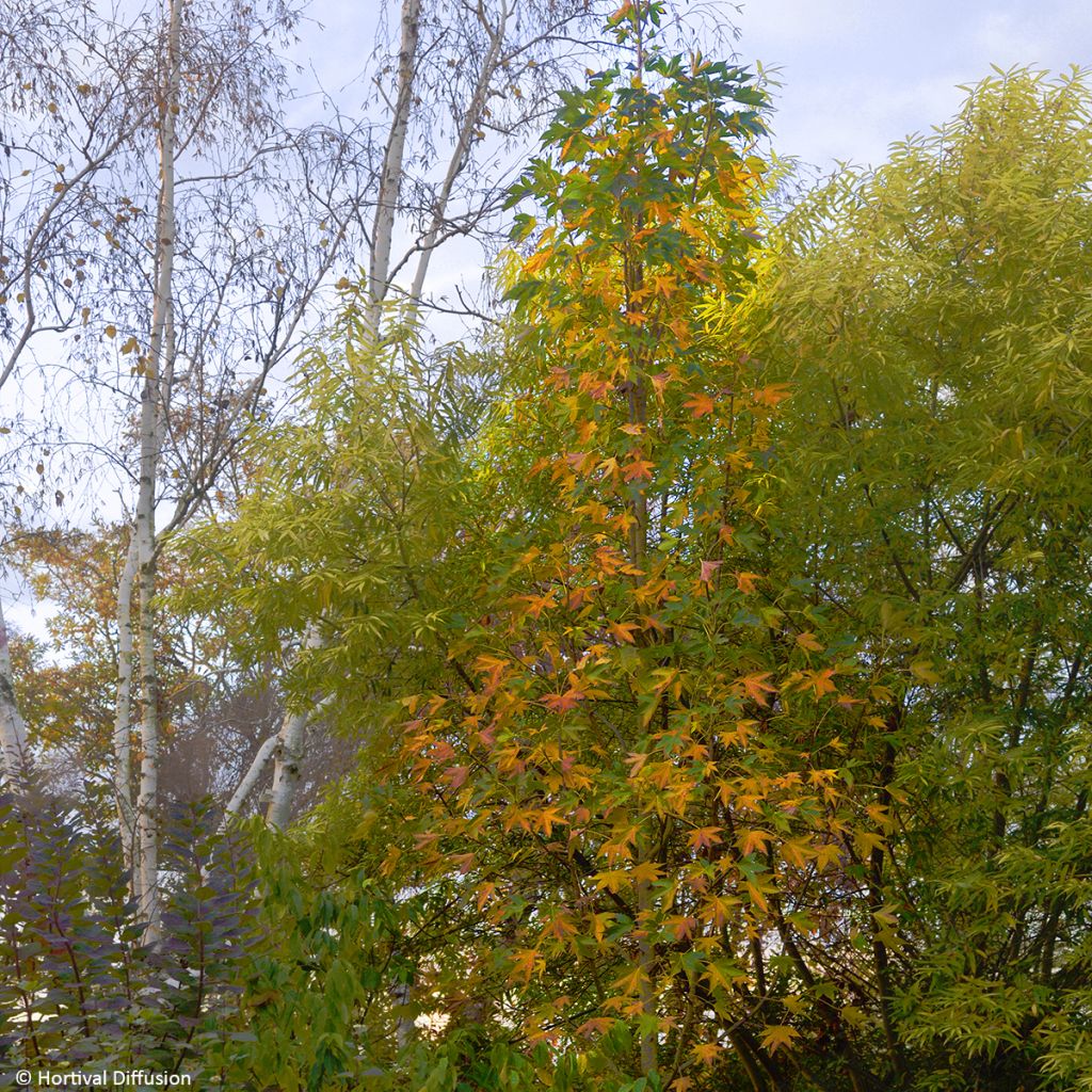 Liquidambar styraciflua Oakville Highlight - Amberbaum