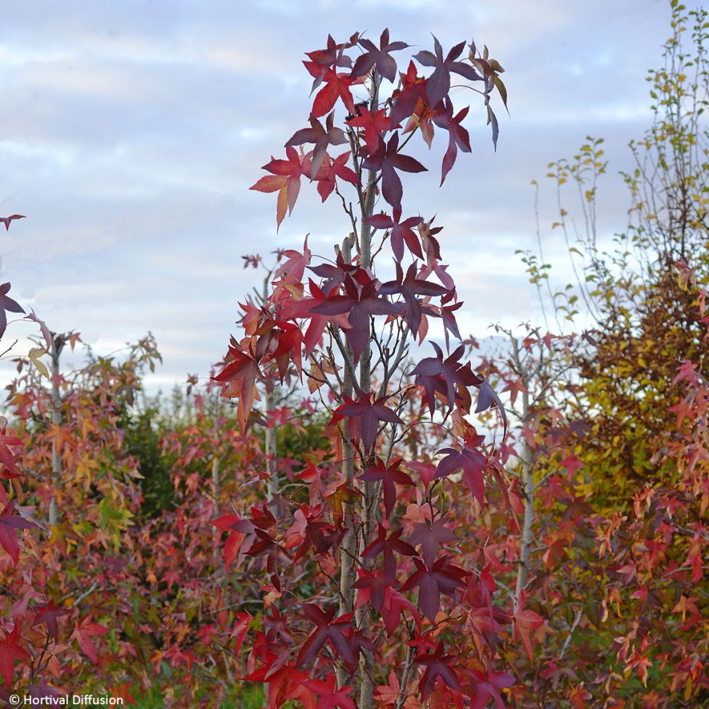 Liquidambar styraciflua Oakville Highlight - Amberbaum