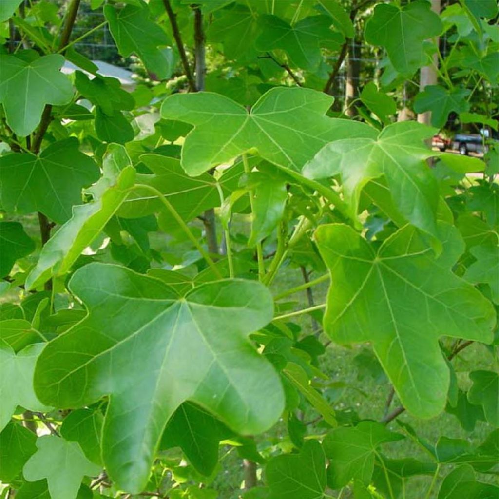 Liquidambar styraciflua Rotundiloba - Amberbaum