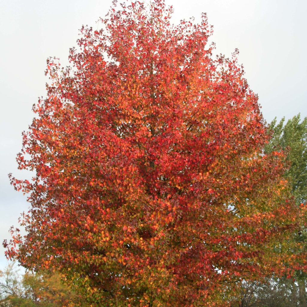 Liquidambar styraciflua Thea - Amberbaum