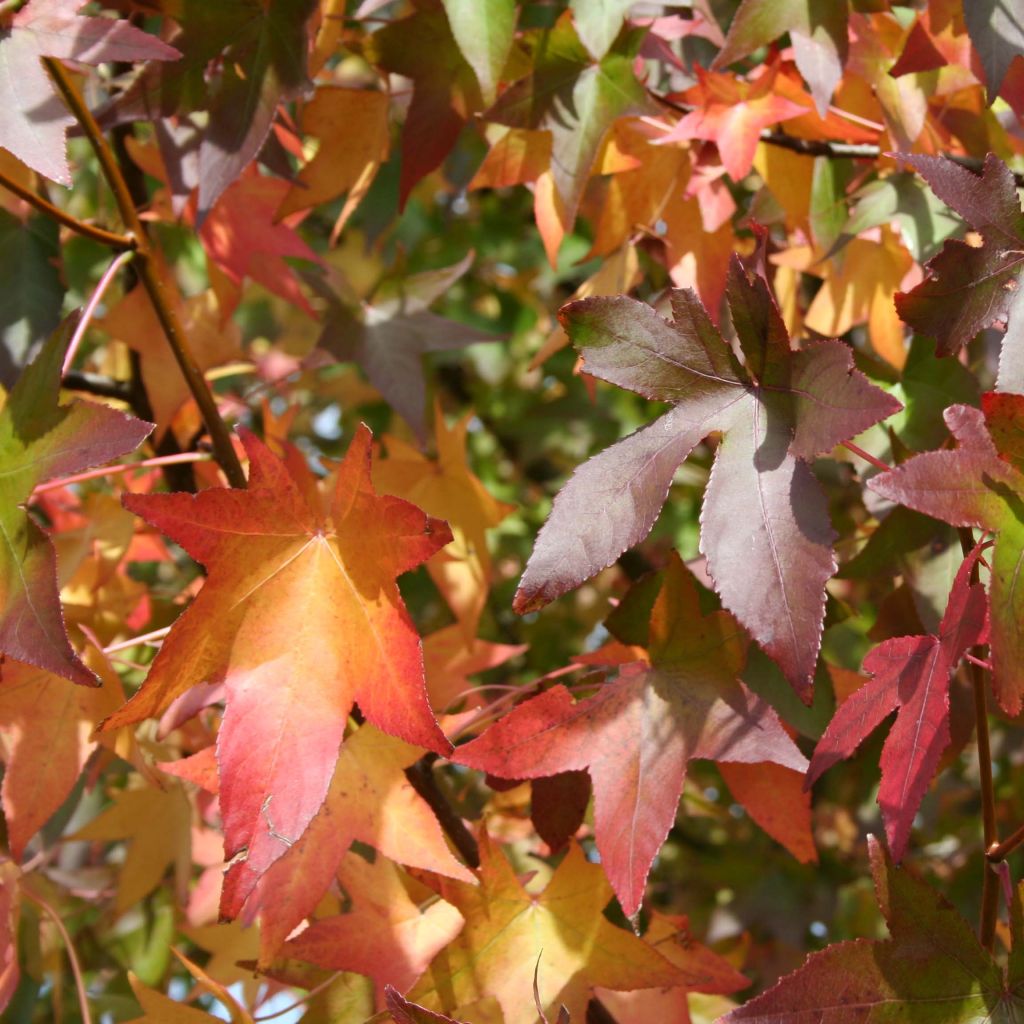 Liquidambar styraciflua Thea - Amberbaum