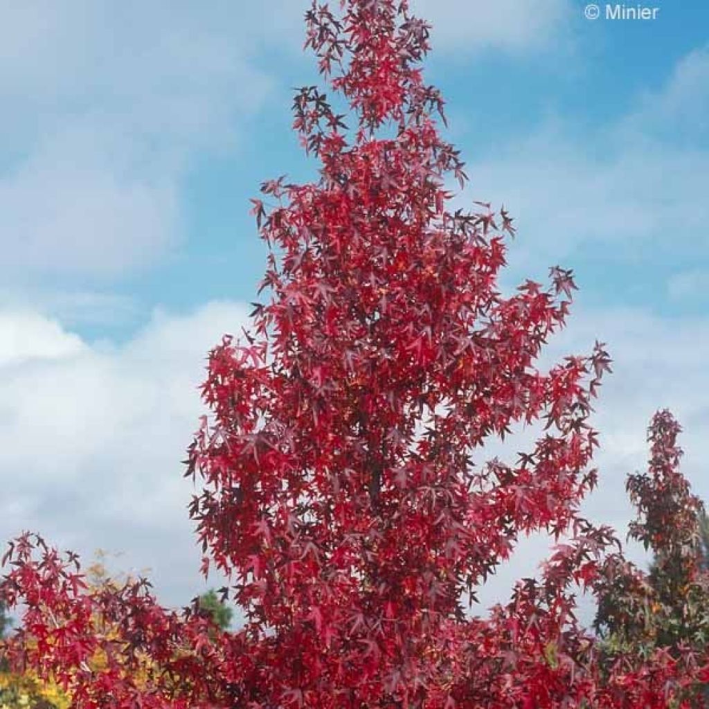 Liquidambar styraciflua Worplesdon - Amberbaum