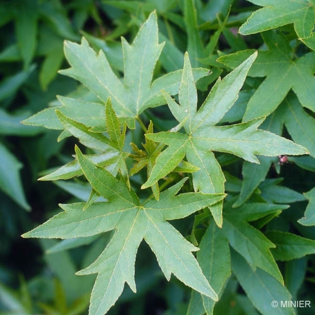 Liquidambar styraciflua Worplesdon - Amberbaum