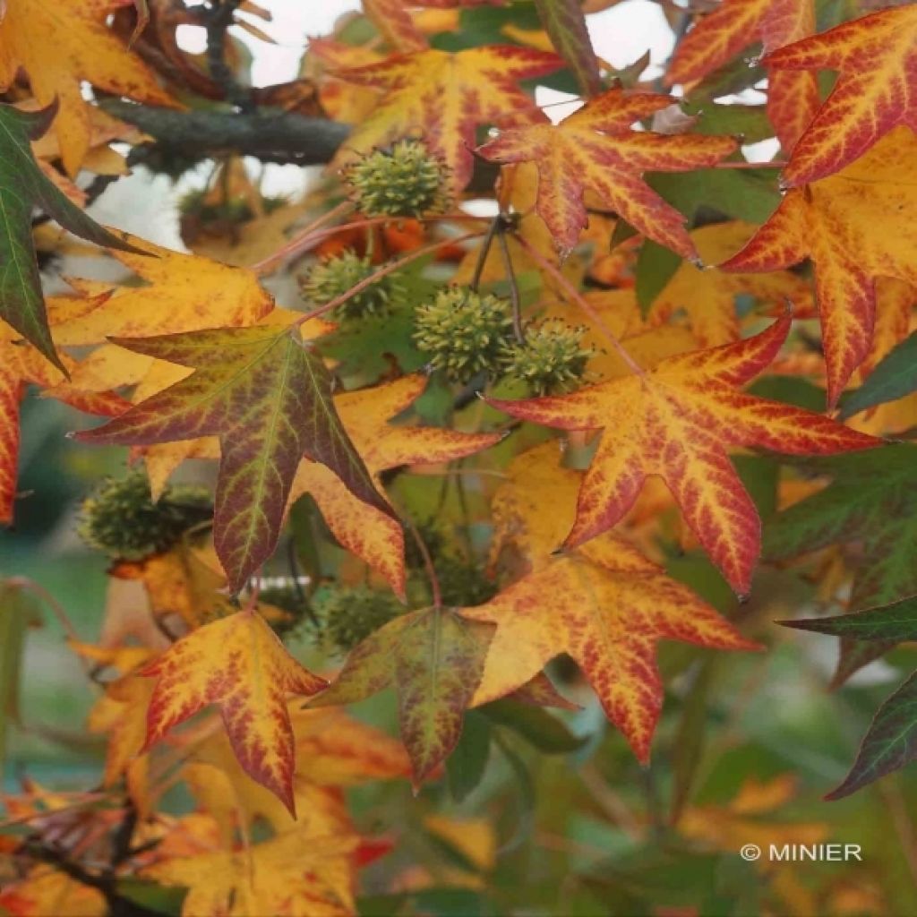 Liquidambar styraciflua Worplesdon - Amberbaum