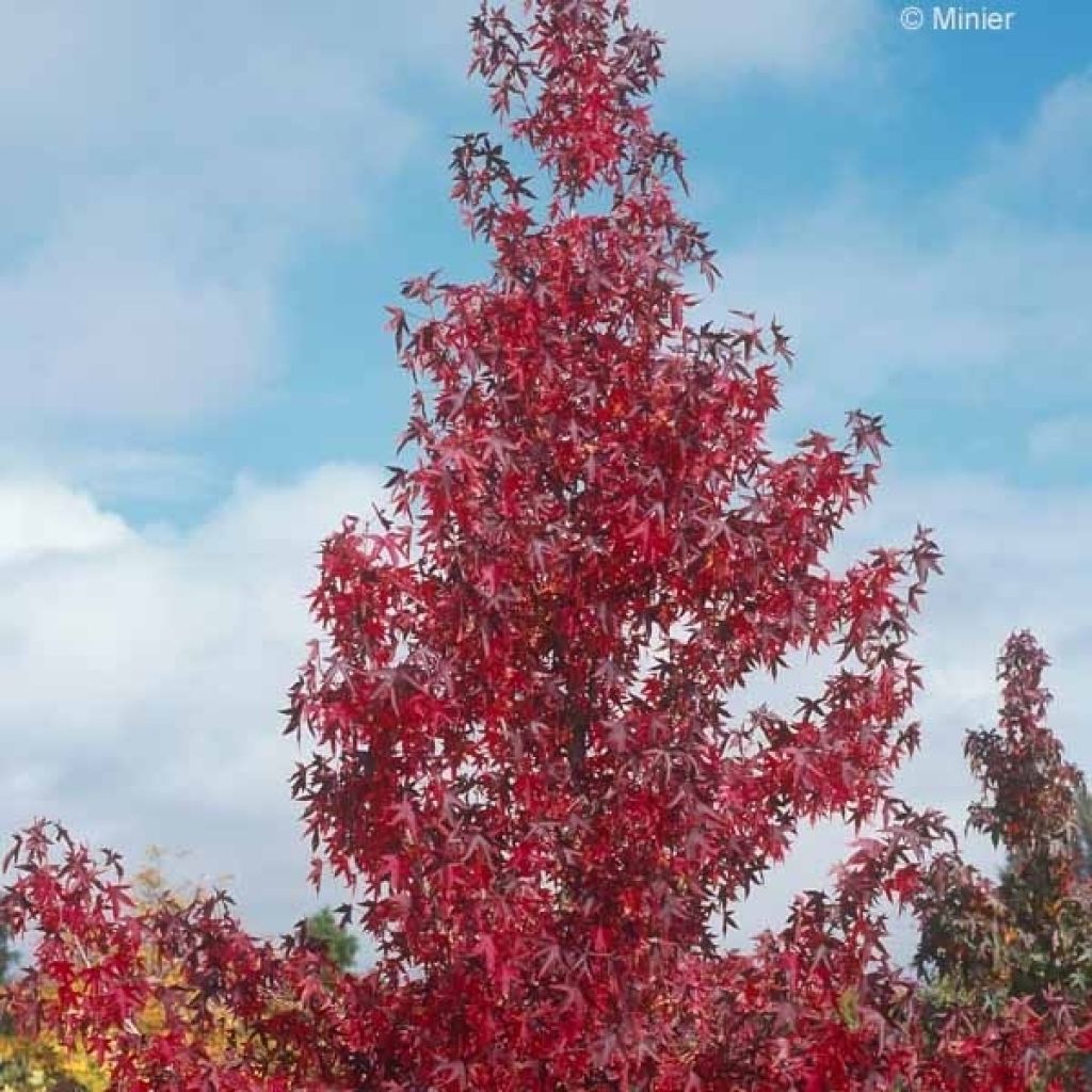 Liquidambar Styraciflua Worplesdon, Copalme - Pot de 15L