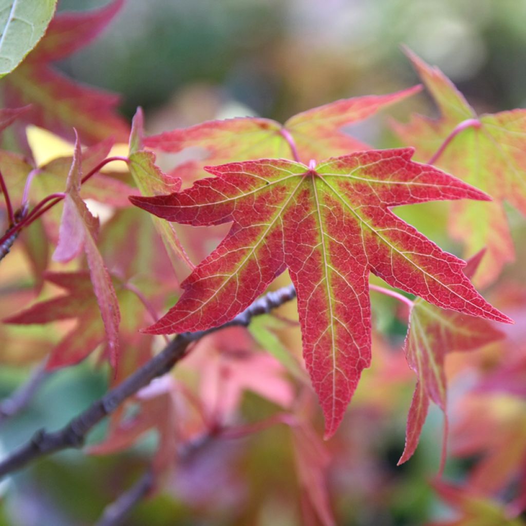 Liquidambar styraciflua Worplesdon - Amberbaum