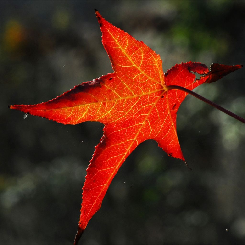 Liquidambar styracyflua Stella - Amberbaum