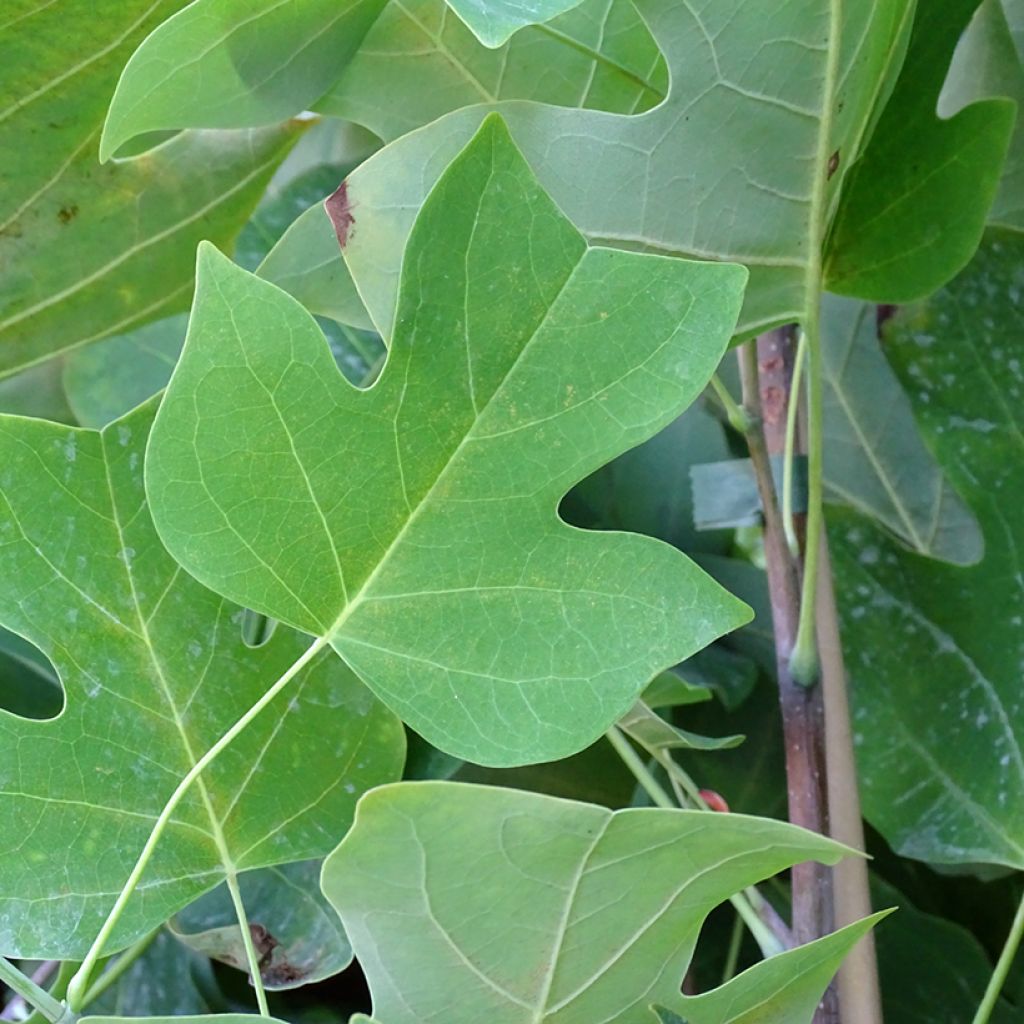 Liriodendron tulipifera - Tulpenbaum