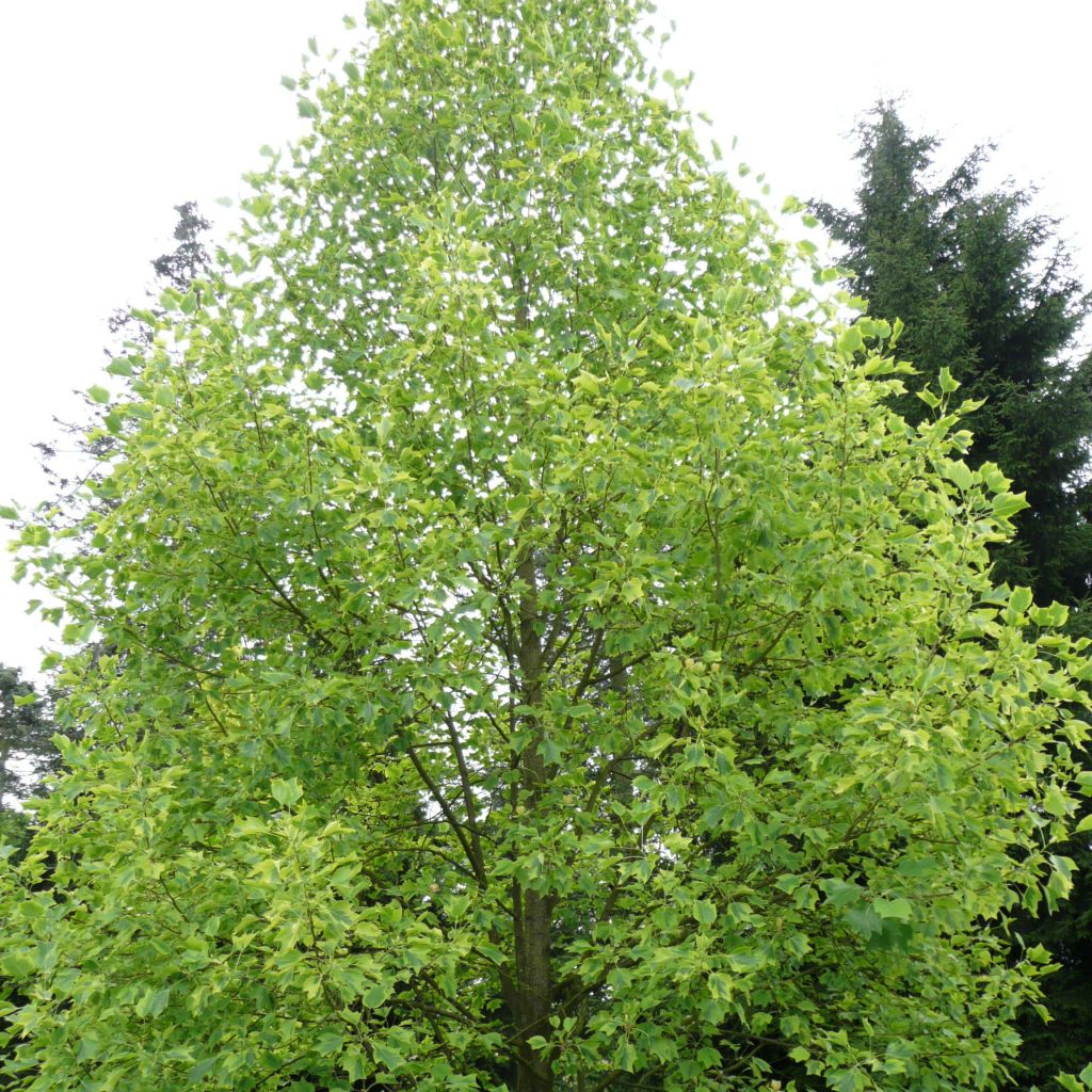 Liriodendron tulipifera Aureomarginatum - Tulpenbaum