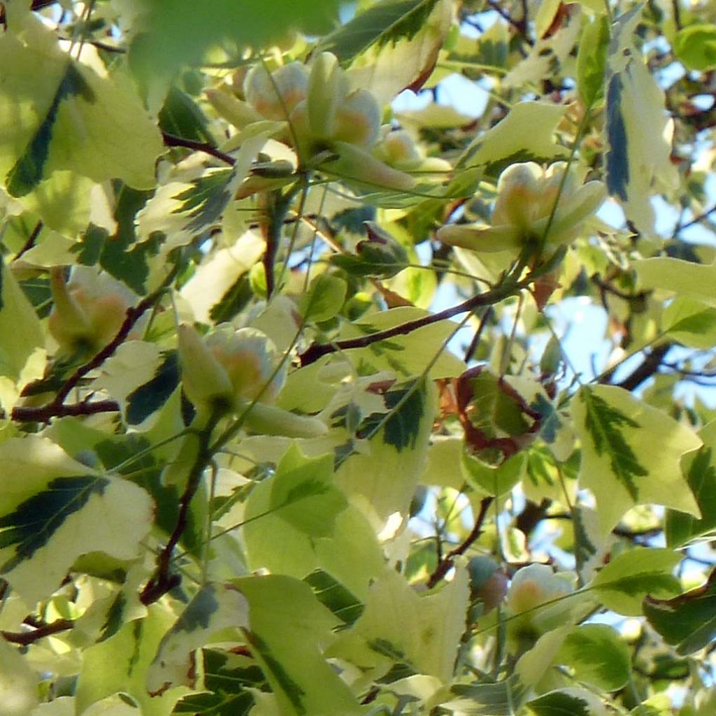 Liriodendron tulipifera Aureomarginatum - Tulpenbaum