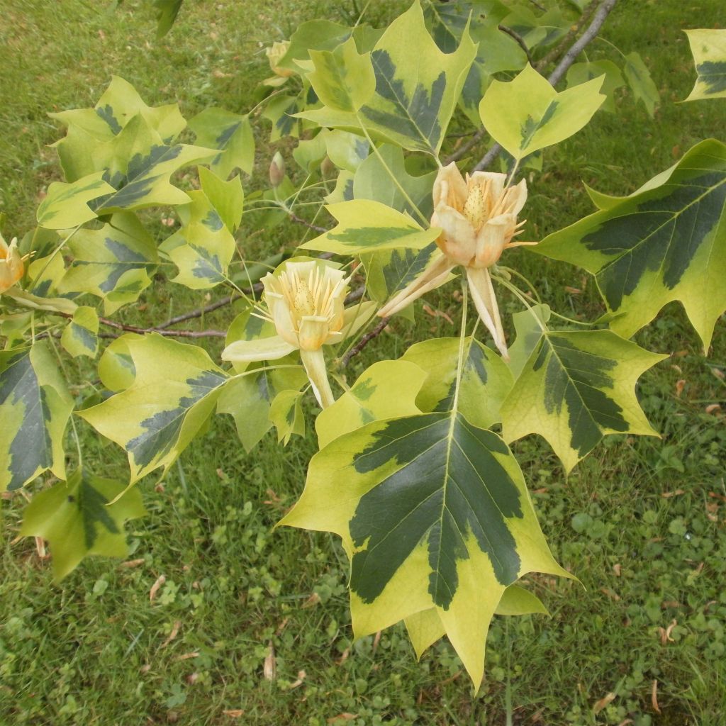 Liriodendron tulipifera Aureomarginatum - Tulpenbaum