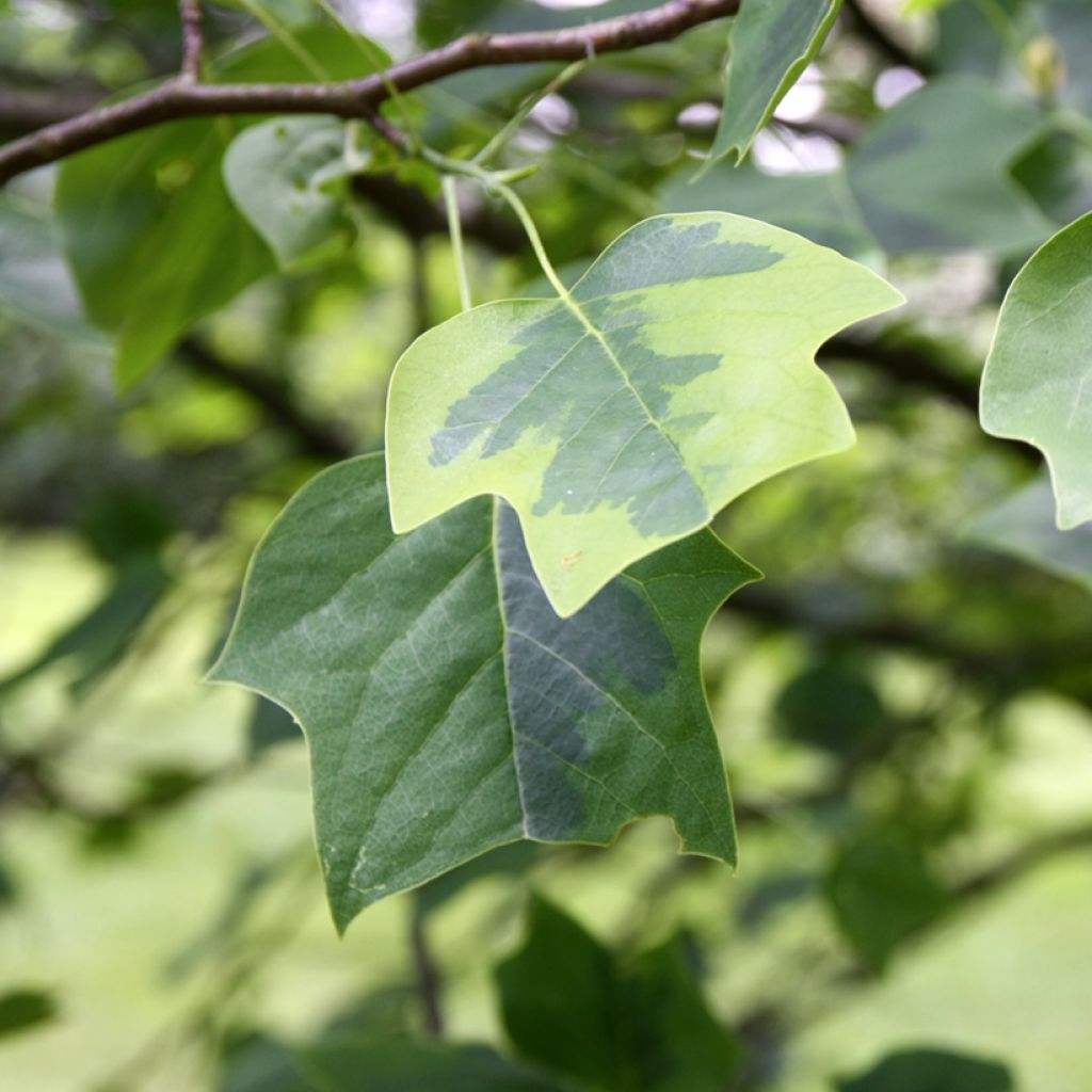 Liriodendron tulipifera Aureomarginatum - Tulpenbaum