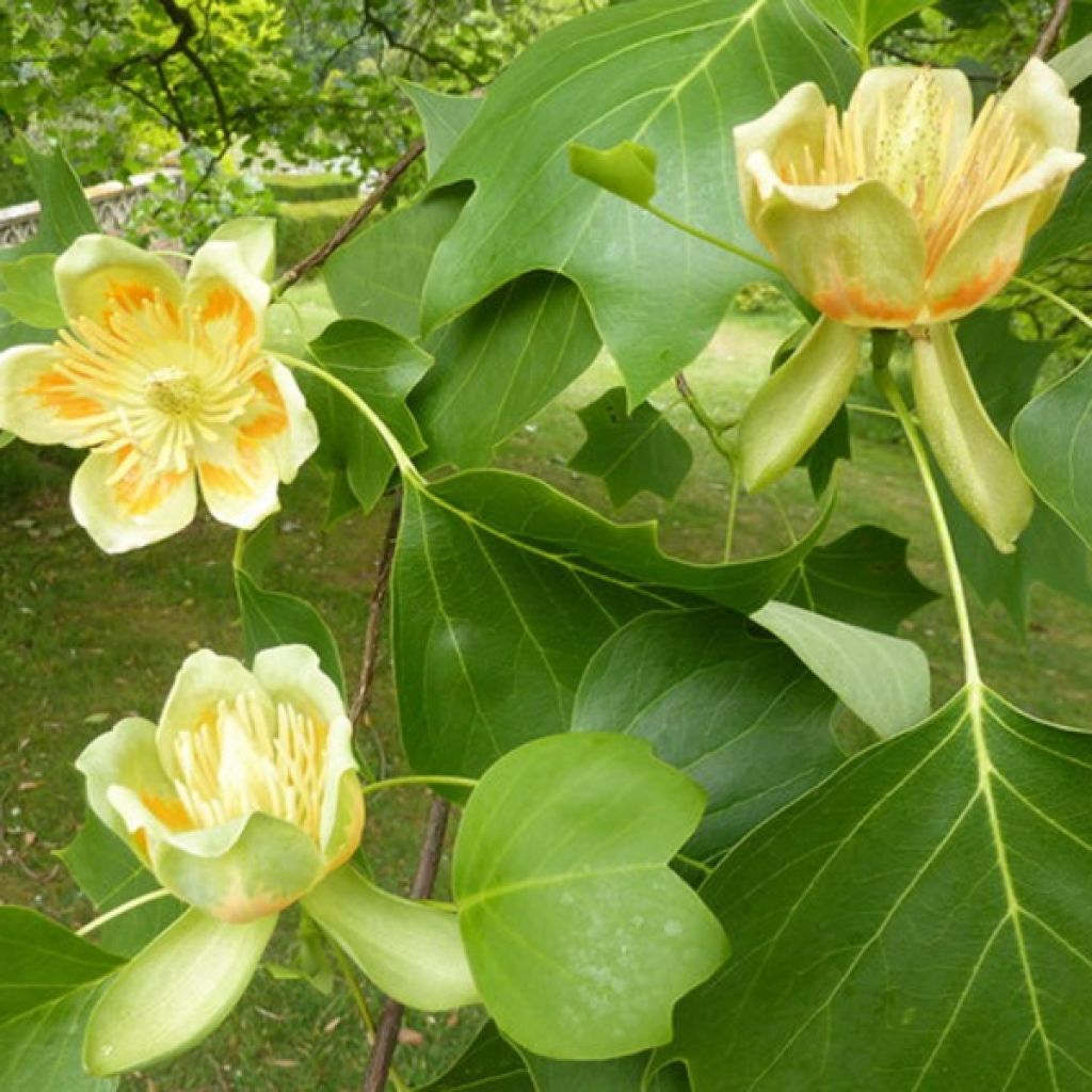 Liriodendron tulipifera - Tulpenbaum