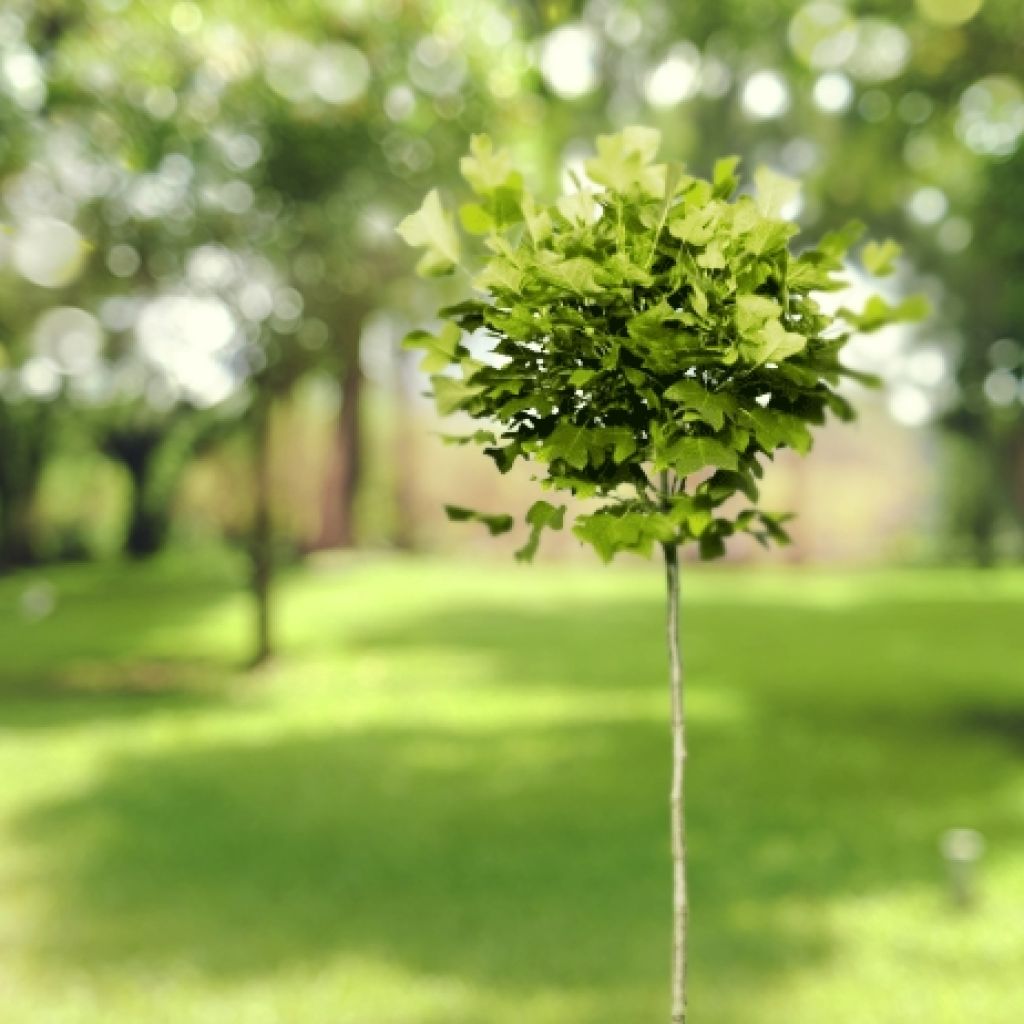 Liriodendron tulipifera Edward Gursztyn - Tulpenbaum