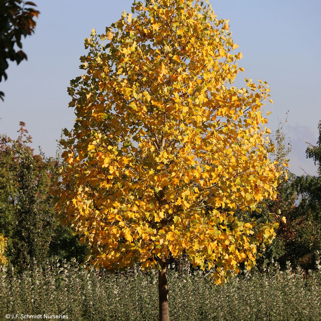 Liriodendron tulipifera Emerald City - Tulpenbaum