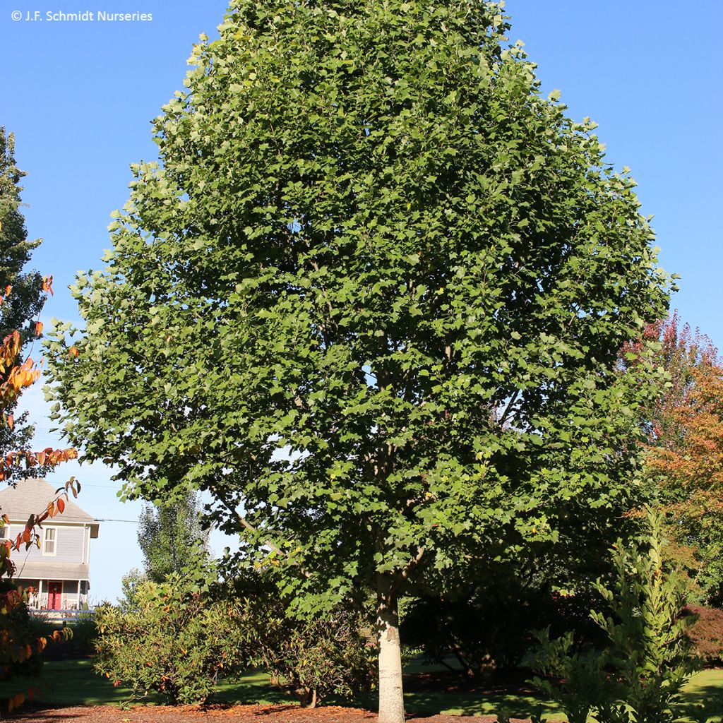 Liriodendron tulipifera Emerald City - Tulpenbaum