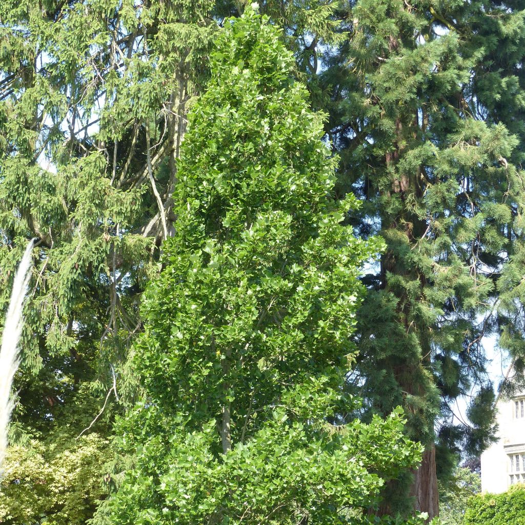 Liriodendron tulipifera Fastigiata - Tulpenbaum