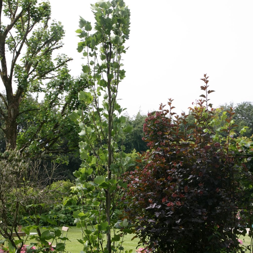 Liriodendron tulipifera Fastigiata - Tulpenbaum