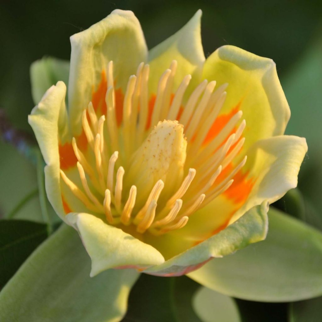 Liriodendron tulipifera - Tulpenbaum