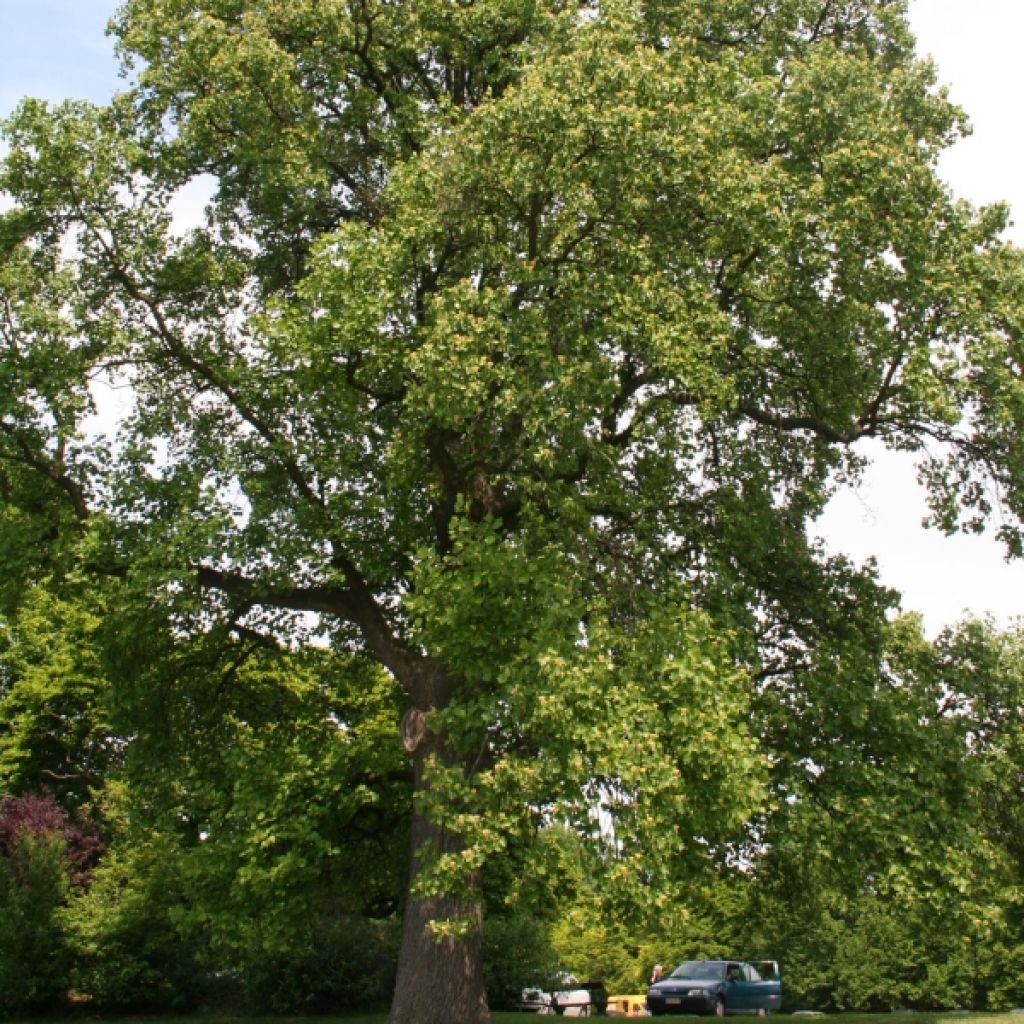 Liriodendron tulipifera - Tulpenbaum