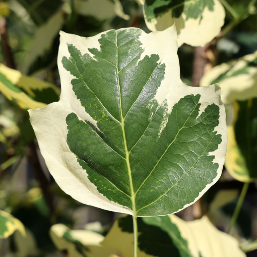 Liriodendron tulipifera Snowbird - Tulpenbaum