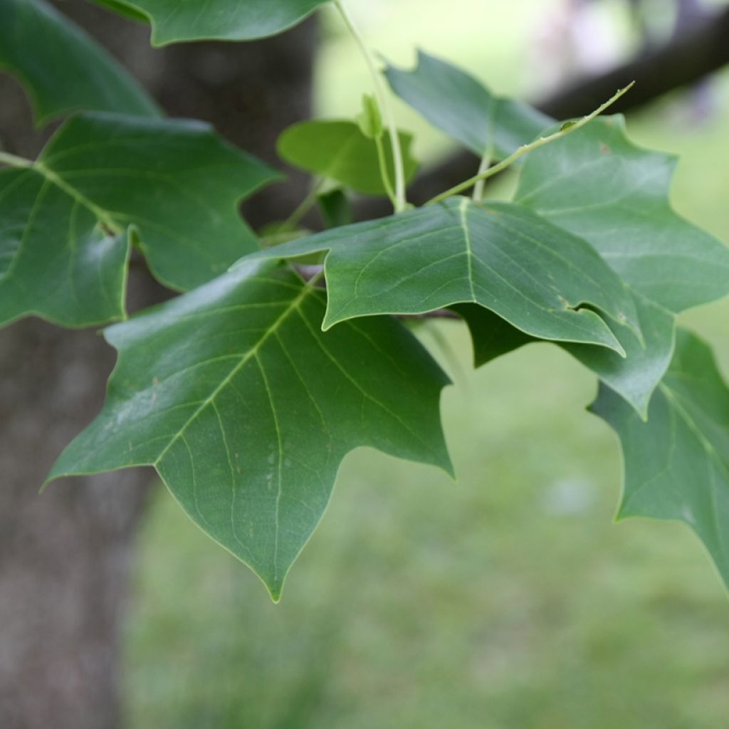 Liriodendron tulipifera - Tulpenbaum