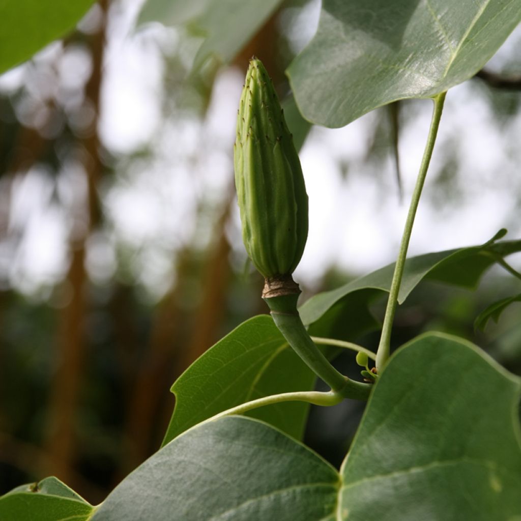 Liriodendron tulipifera - Tulpenbaum