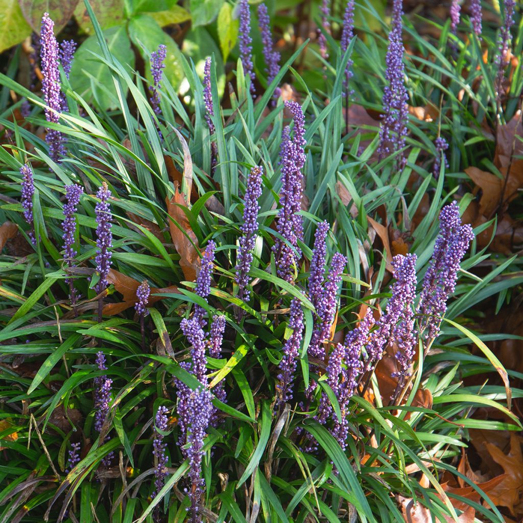 Liriope muscari Big Blue - Lilientraube