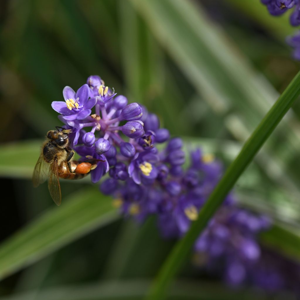 Liriope muscari Big Blue