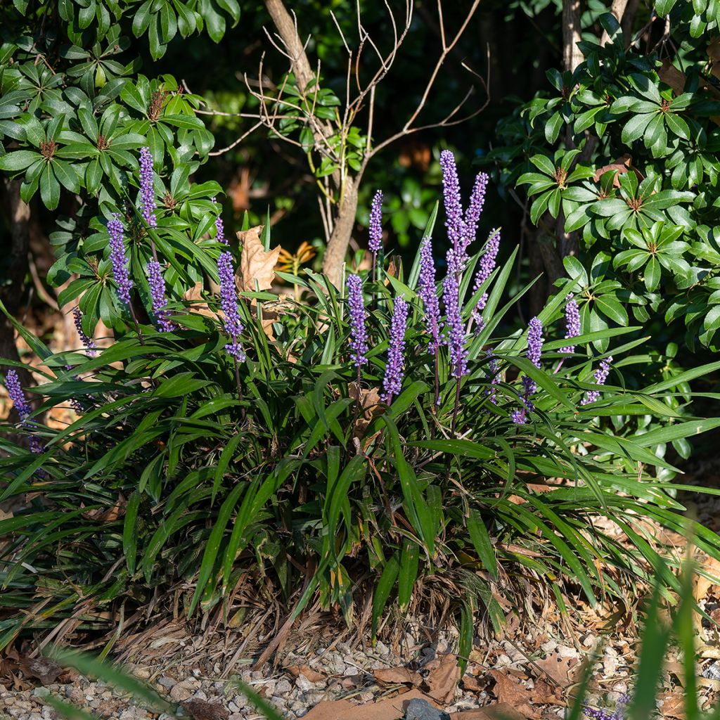 Liriope muscari Big Blue