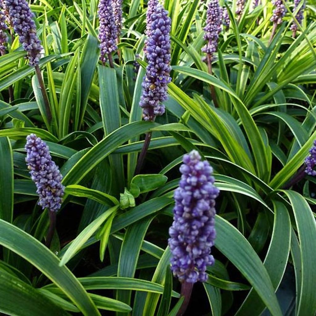 Liriope muscari Gold Banded - Lilientraube