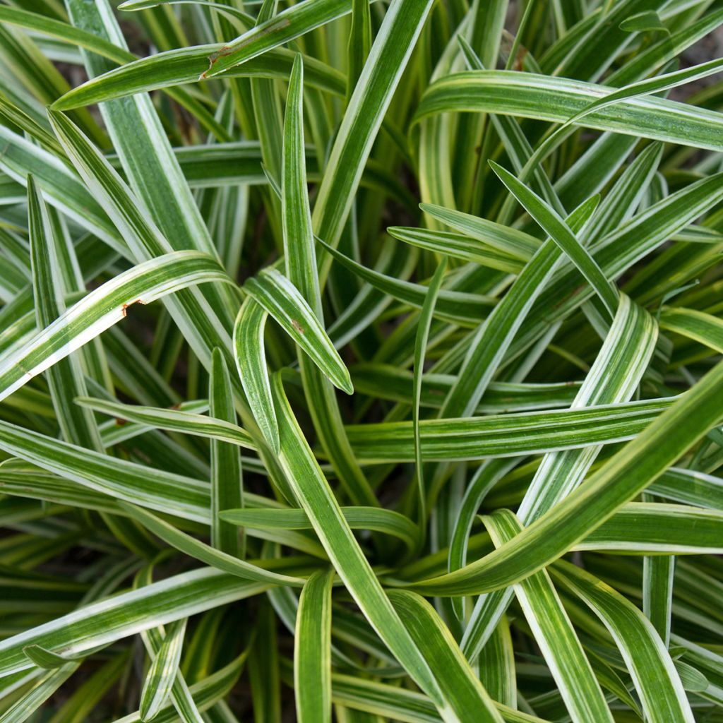 Liriope muscari Gold Banded - Lilientraube