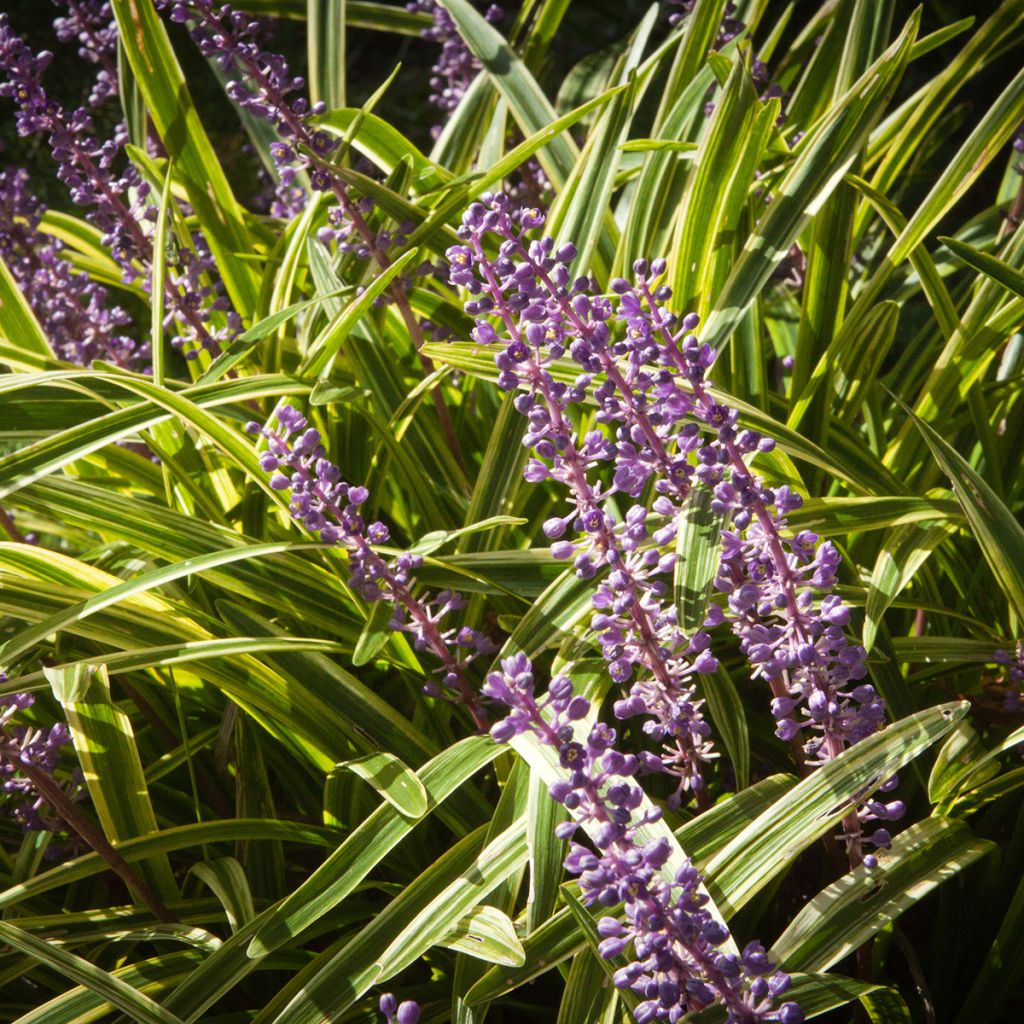 Liriope muscari Gold Banded - Lilientraube