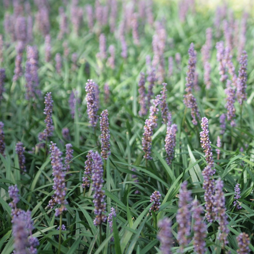 Liriope muscari Ingwersen - Lilientraube