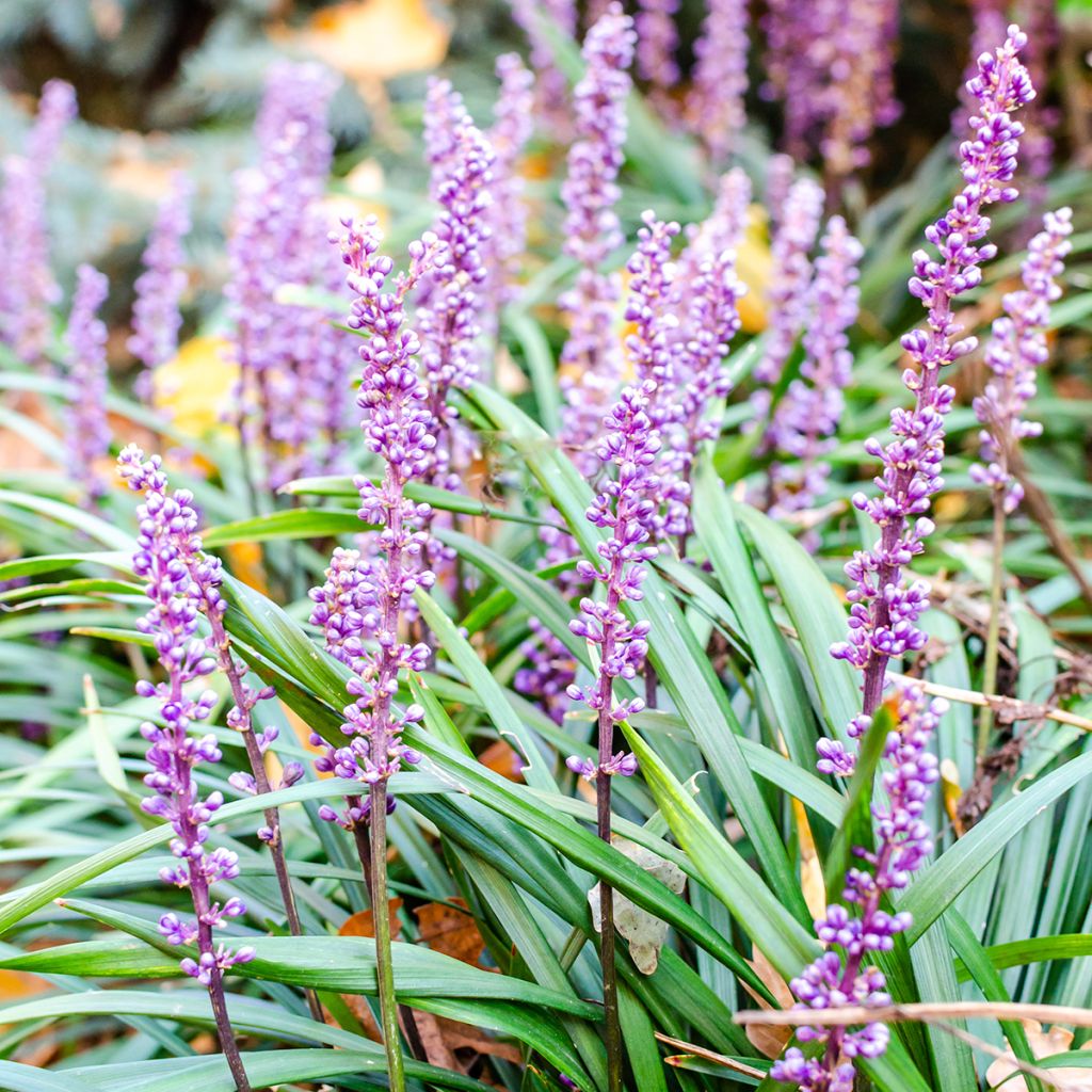 Liriope muscari Lilac Wonder - Lilientraube