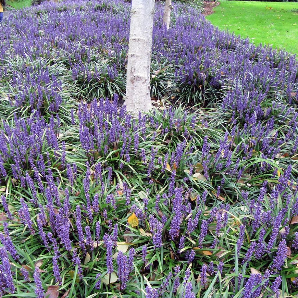 Liriope muscari Majestic