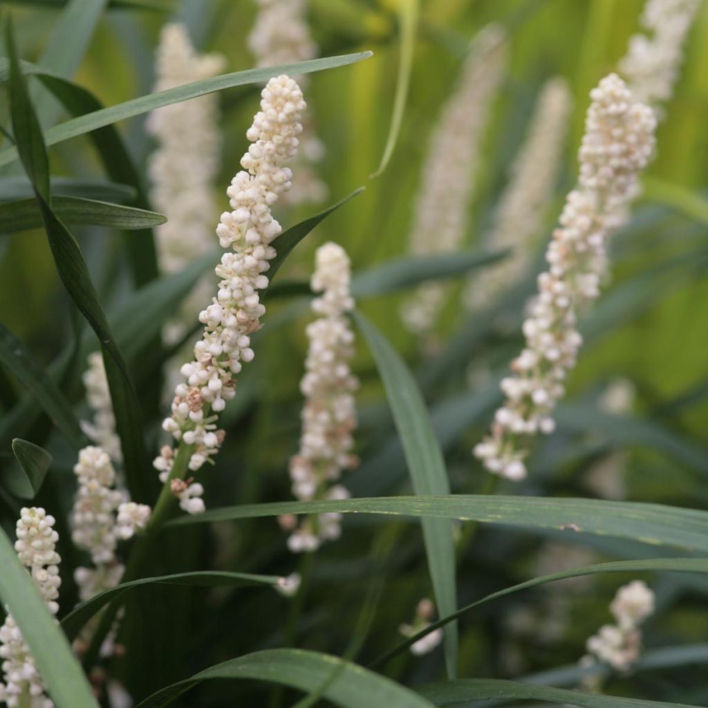 Liriope muscari Monroe White - Lilientraube