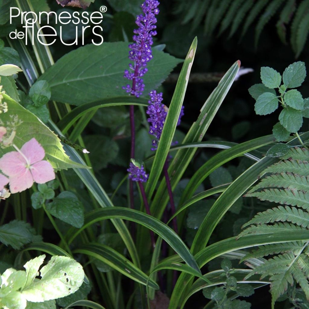 Liriope muscari Variegata