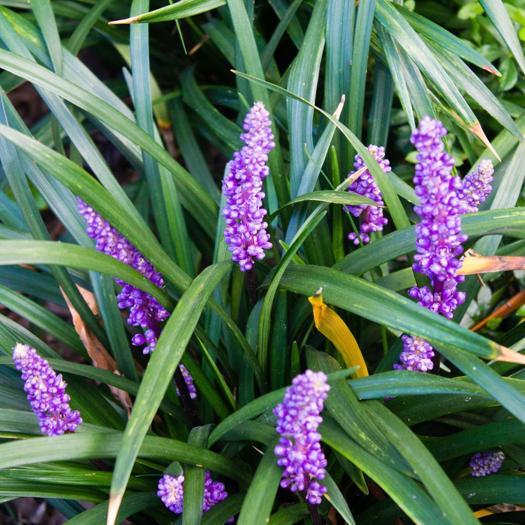 Liriope muscari - Lilientraube