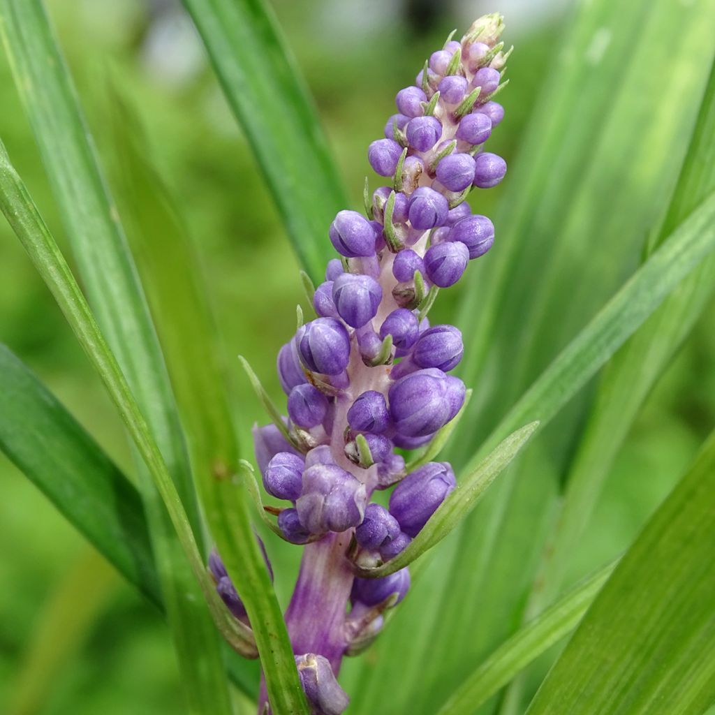 Liriope muscari