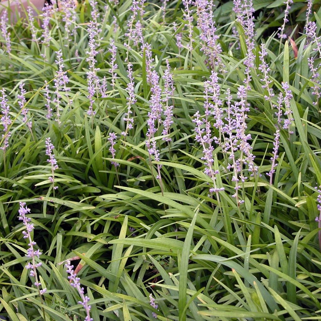 Liriope spicata - Lilientraube