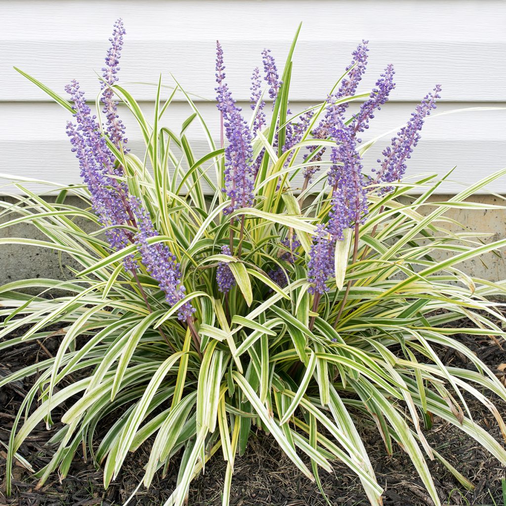 Liriope spicata Silver Dragon - Lilientraube