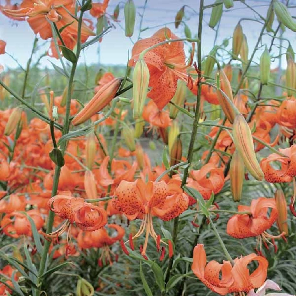 Tiger-Lilie splendens - Lilium lancifolium